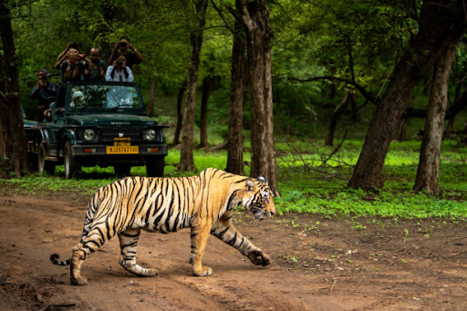 photo of a Bengal Tiger